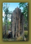 They grow 'em big, those termites,  up north